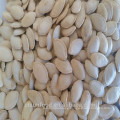 2019 new crop shine skin pumpkin seeds yellow color cheap price salted roasted